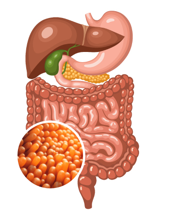 digestive system