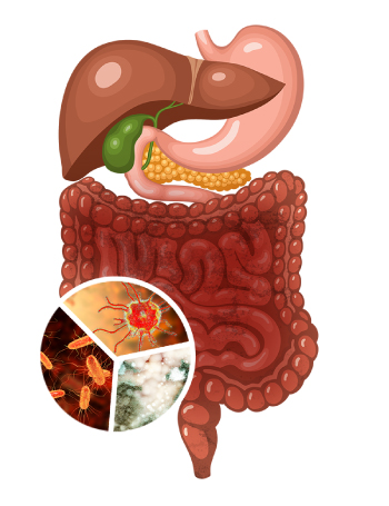 digestive system