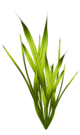 kép